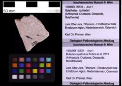 Foto (Objekt + Etiketten) von Bullariscus patruliusi (Robins et al., 2013) (NHMW-GEO-1990-0041-0339)